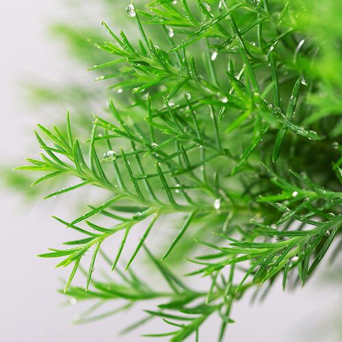 圣诞树礼物放青松绿植雾凇盆栽网红雾松办公室内桌面好养解压花卉