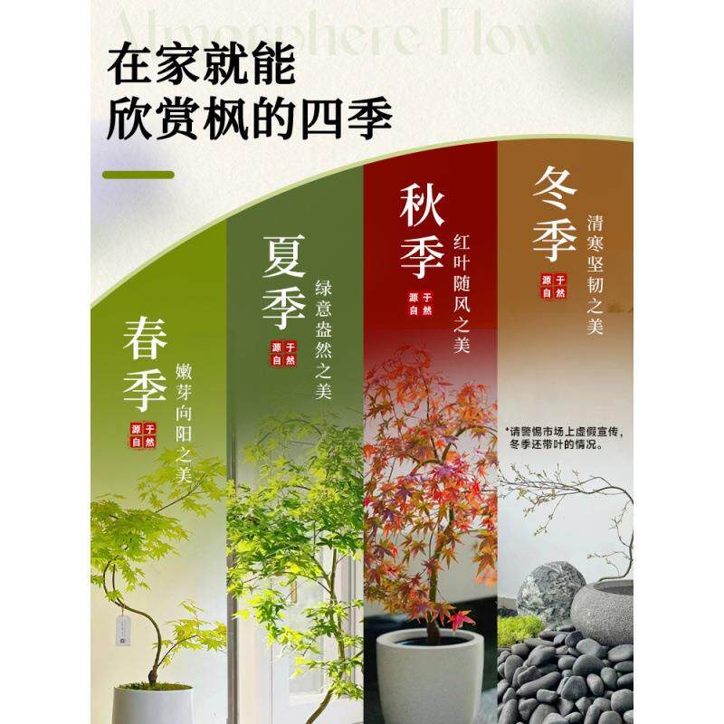 黄金流泉枫盆栽绿植室内大型自然美家居造型枫树禄植客厅植物盆栽