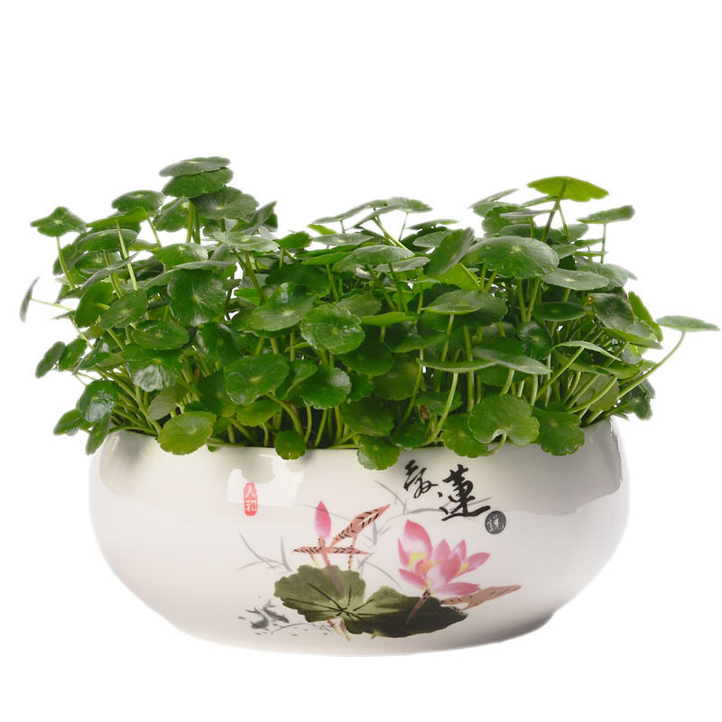 白色陶瓷水仙花盆无孔圆形大口径多肉拼盘水养铜钱草碗莲水培器皿