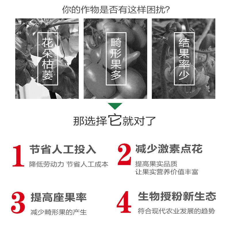 授粉熊蜂雄蜂番茄黄瓜授粉草莓蓝莓授粉约100只(蜂王工蜂)6-8周