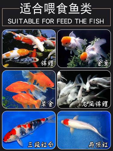 大拇指倍艳锦鲤鱼食扬色鱼食螺旋藻增艳增强免疫营养鱼粮金鱼鱼食