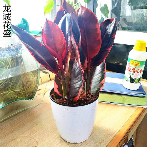花叶橡皮树绿金刚坦尼克盆栽绿植好养花卉室内吸甲醛净化空气龙诚