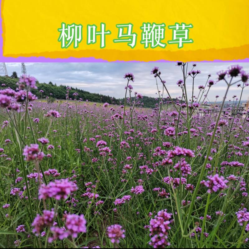 高杆柳叶马鞭草盆栽耐寒耐热多年生宿根花卉庭院阳台好养花镜植物