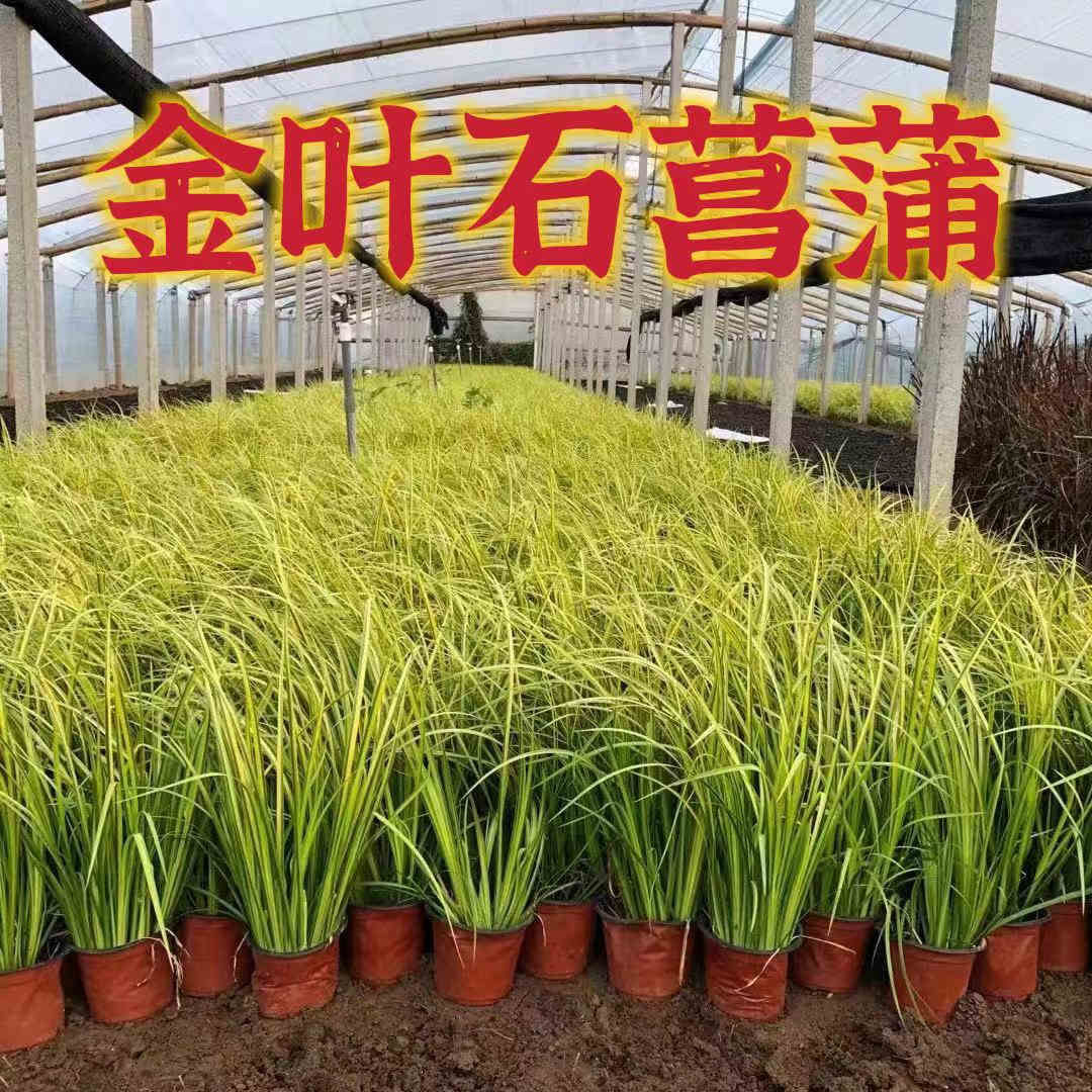 金叶石菖蒲多年生庭院造景好养