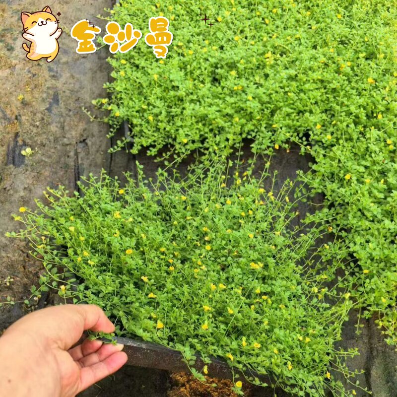 金莎蔓黄金花伏胁花金沙蔓花园庭院多年生花卉地被爬地植物多年生