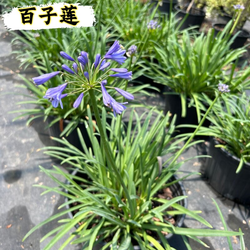 百子莲耐寒常绿多年生盆栽地栽