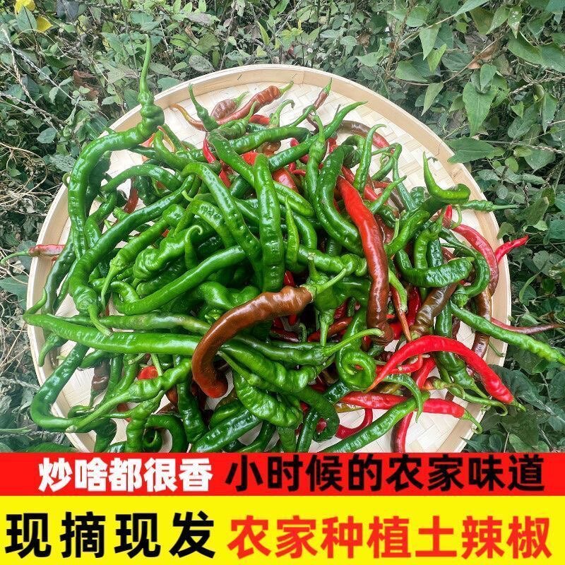 江西农家薄皮特辣辣椒现摘现发