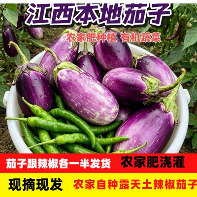 青茄子新鲜农家露天种植当季蔬菜小茄子现摘青皮本地江西赣州茄子