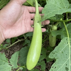 江西农家高山现摘软糯鲜香茄子