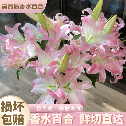 云南直发香水百合水培多头鲜切花