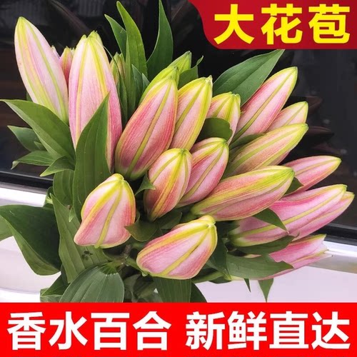 香水百合鲜切花云南直发水培