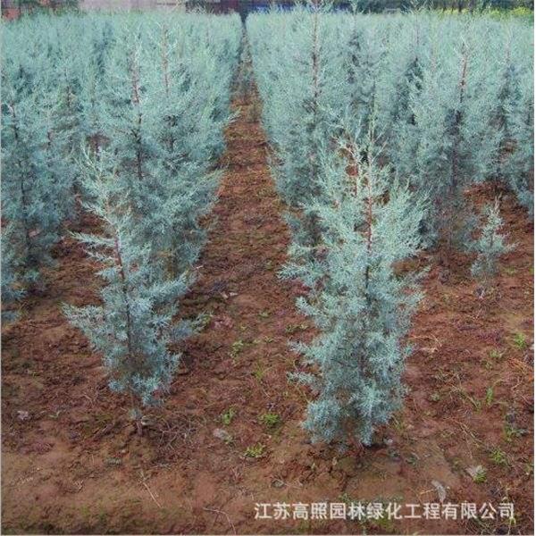 厂家货源柏树彩叶松柏观赏蓝色花地中海蓝冰苗造型柏庭院植物蓝植