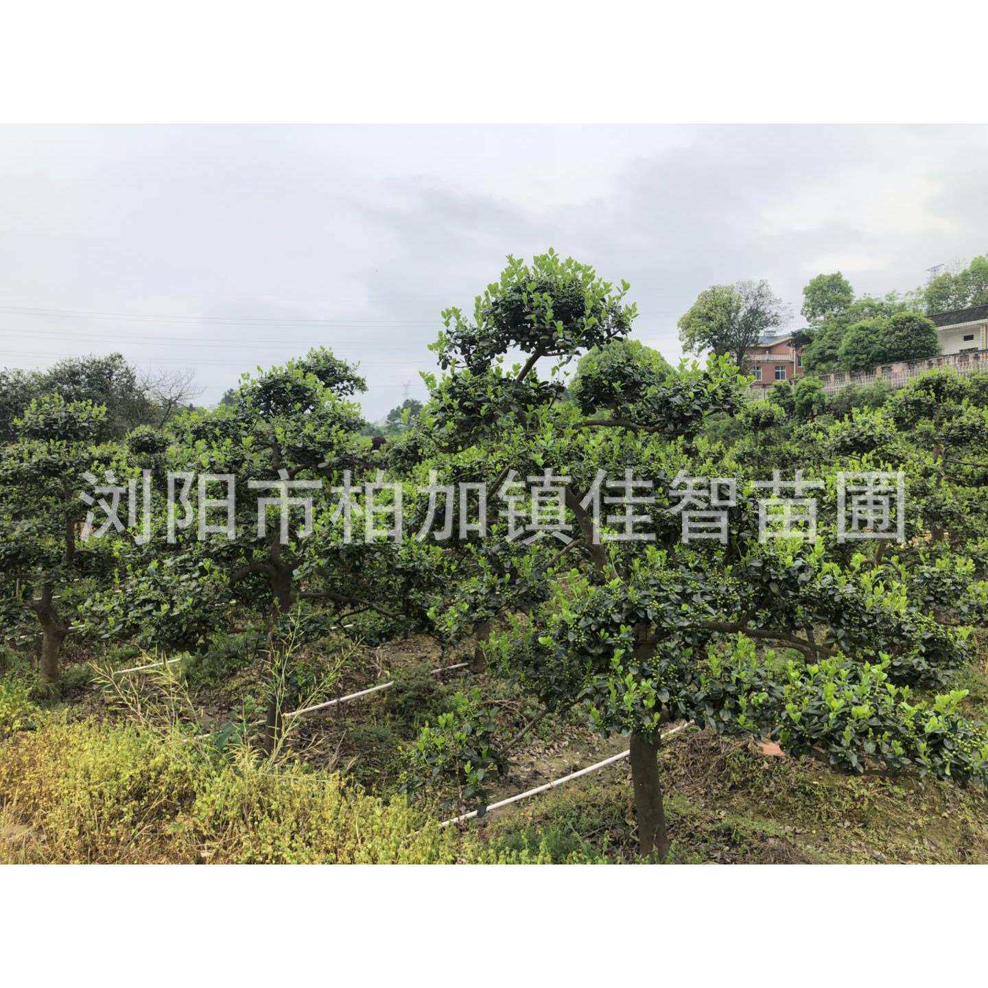 基地供应造型无刺枸骨树 无刺构骨桩景 造型无刺枸骨厂家