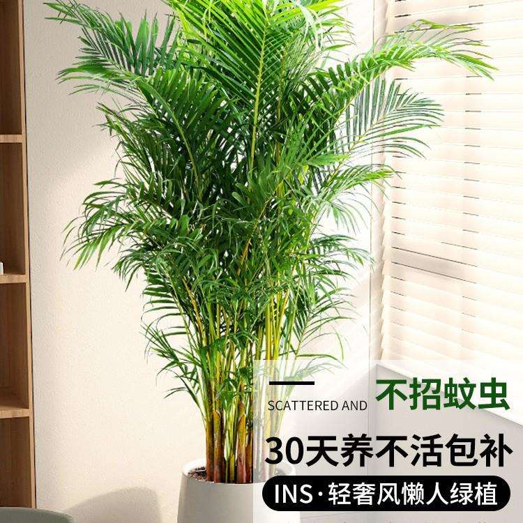 散尾葵植物盆栽客厅大型绿植室内落地办公室大号凤尾竹天堂鸟好养