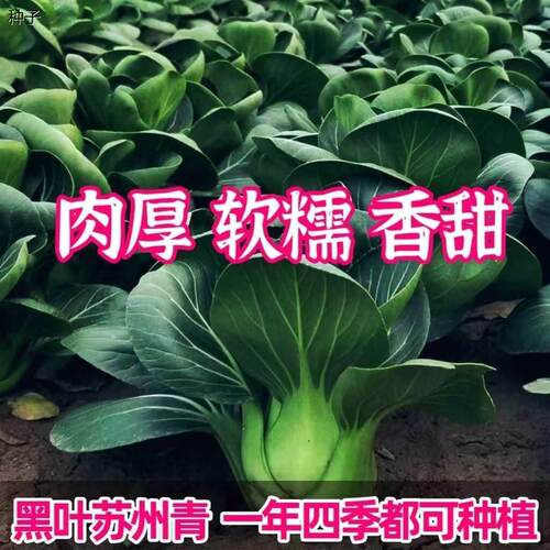 苏州青种子黑叶矮脚青梗