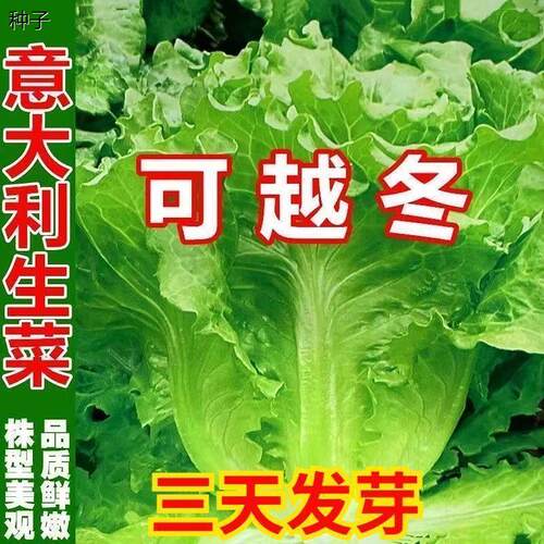 意大利生菜种子四季高产