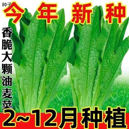 香脆大颗油麦菜种子秋季