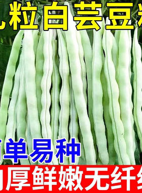 摘不败早熟高产白芸豆种子