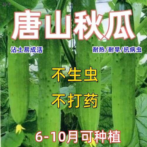 唐山秋瓜种子秋黄瓜旱籽