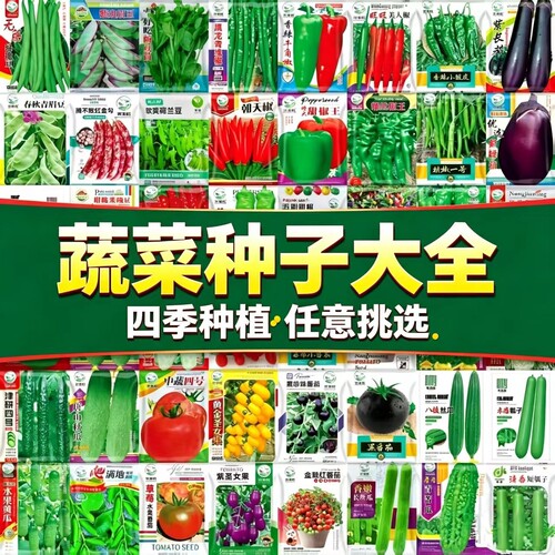 四季种植蔬菜种子大全