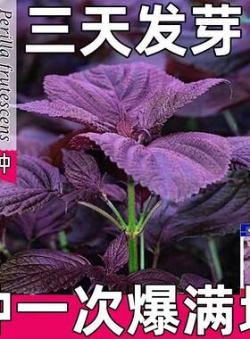 可食用大叶紫苏种子四季耐热盆栽