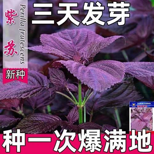 可食用大叶紫苏种子四季耐热盆栽