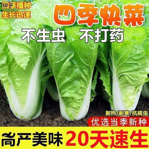 四季快菜种子20天早熟速