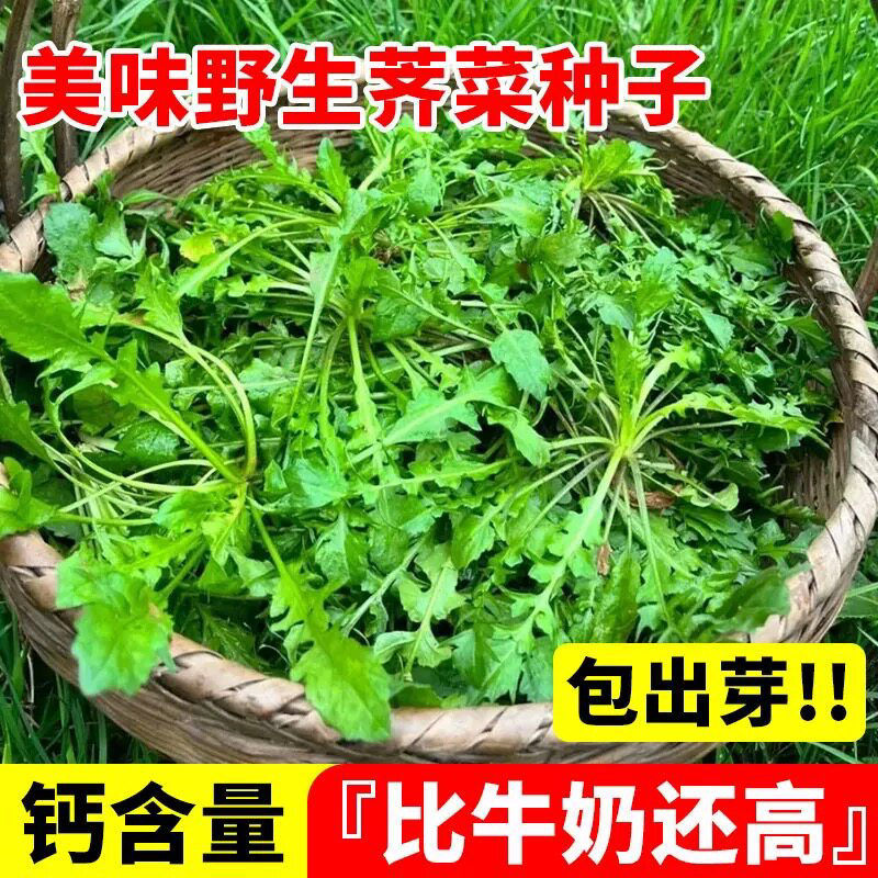 野生四季大叶荠荠菜种子高产图片