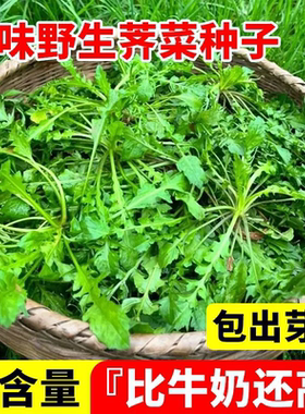 野生四季大叶荠荠菜种子高产