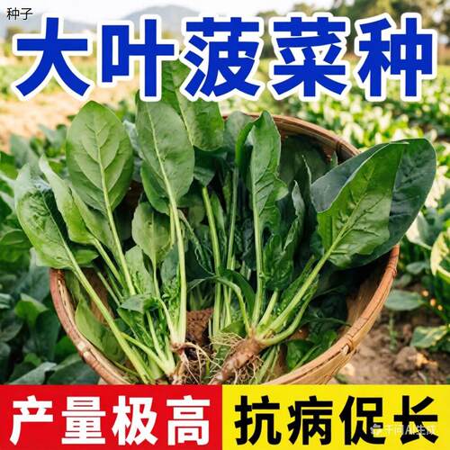 正宗大叶菠菜种子耐寒耐