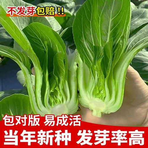 上海青四季矮脚黑叶青菜种子