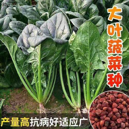 超耐热夏播王菠菜种子种