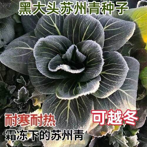 正宗黑大头苏州青上海梗
