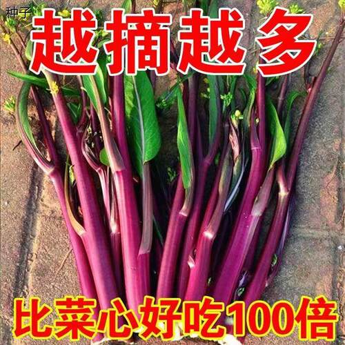 十月红菜苔种子改良高产