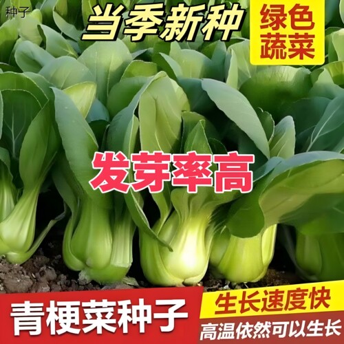 正宗四季上海青菜种籽小
