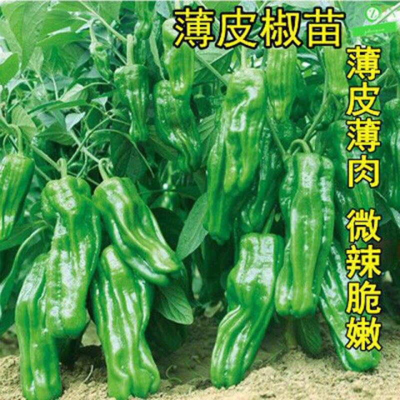 不辣薄皮辣椒种子耐热四季种图片