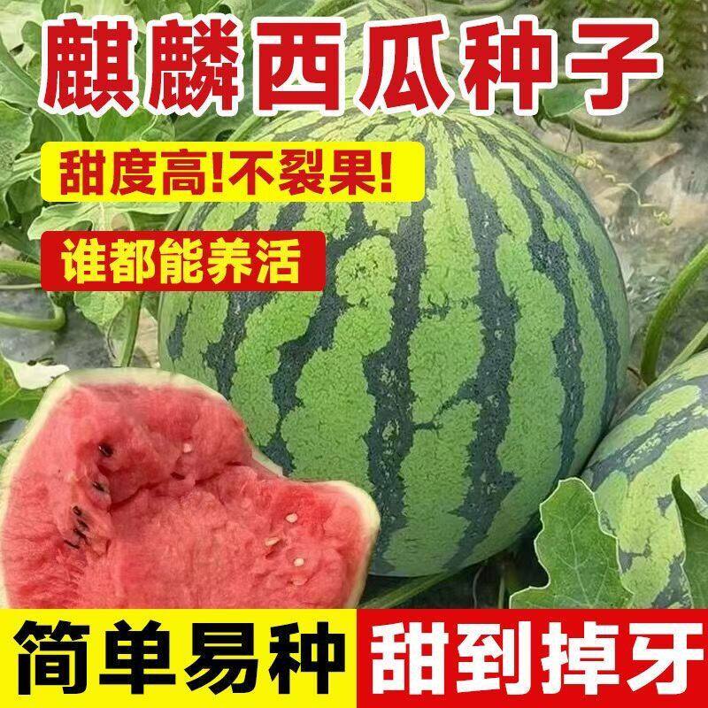 冰糖麒麟西瓜种子8424西瓜种籽麒麟西瓜四季春甜美都西瓜苗秧种孑