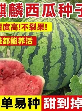 冰糖麒麟西瓜种子四季可种甜美