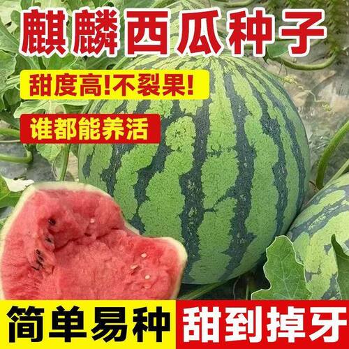冰糖麒麟西瓜种子四季可种甜美