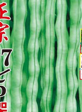 摘不败97-5架豆王高产四季豆种子