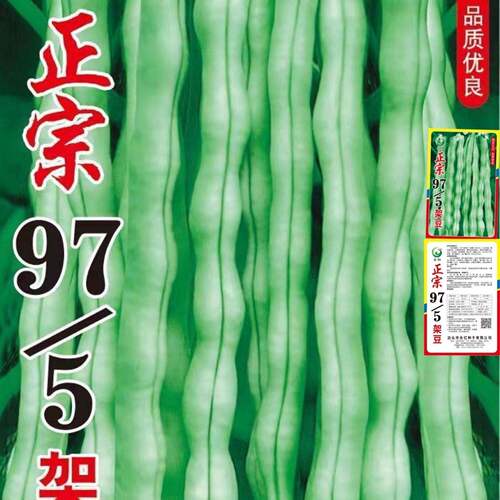 摘不败97-5架豆王高产四季豆种子