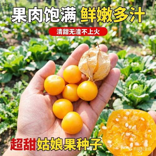 正宗黄菇娘种子阳台盆栽