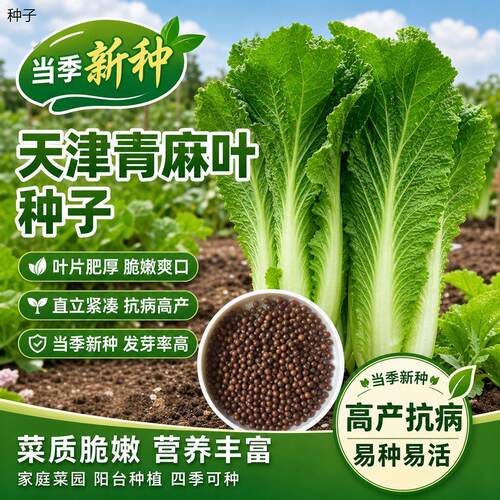 正宗天津青麻叶大白菜种