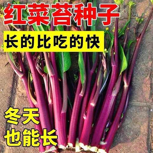 早熟鸡腿红菜苔种子脆嫩