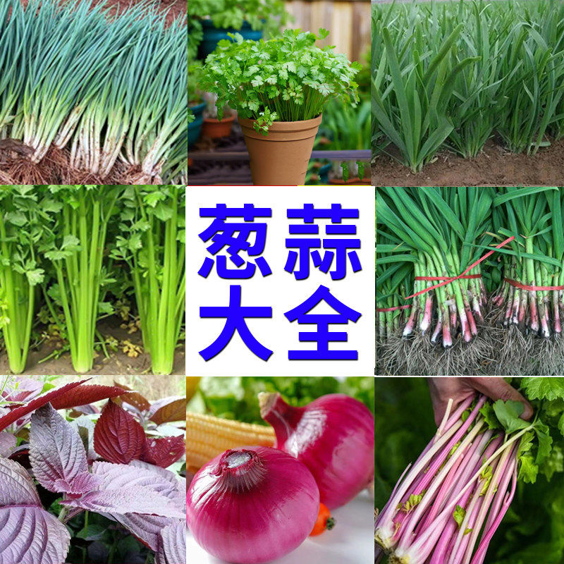 四季香葱种子脆嫩西芹香芹蒜苗洋葱紫苏韭菜易种阳台盆栽蔬菜种籽