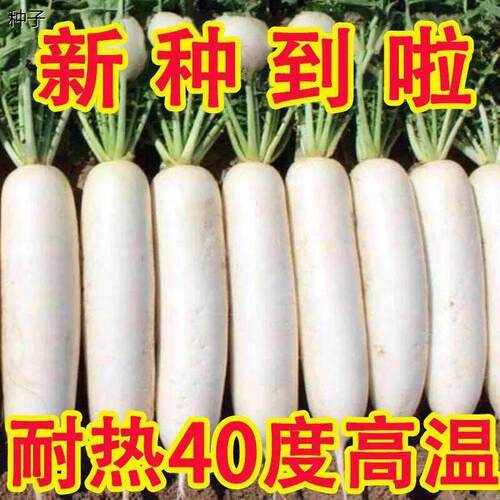 正宗耐高温40度夏季耐热