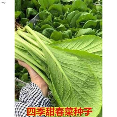 四季潮汕揭阳大叶春菜种