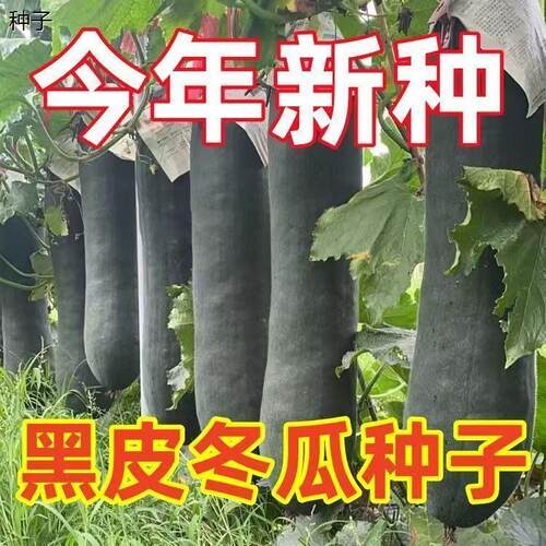 今年新种黑皮冬瓜种子大