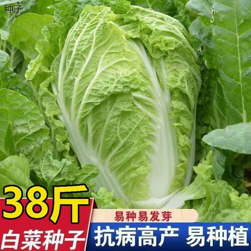 38斤冬储大白菜种子山东