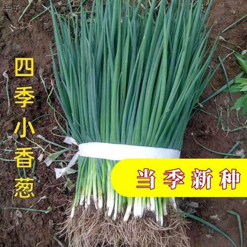 新种到货四季小香葱种子